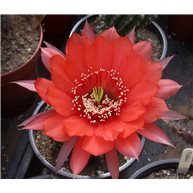 Echinopsis Spellbound