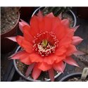 Echinopsis Spellbound