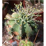 Euphorbia meloformis 8.5cm pot