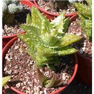 Aloe juvenna 9cm pot 