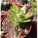 Aloe juvenna 9cm pot 