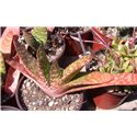Gasteria bicolor 9cm pot