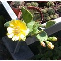 Opuntia humifusa 10cm pot