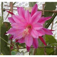 Epiphyllum Great Waltz