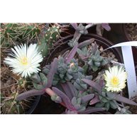 Delosperma   brittenae