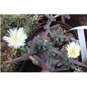 Delosperma   brittenae