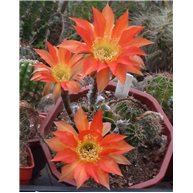 Echinopsis Infinity