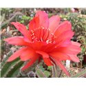 Echinopsis Red Rum