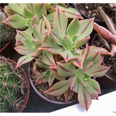 Aeonium decorum Aeonium decorum