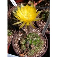 Lobivia arachnacantha f. sulphurea