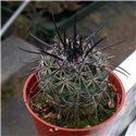 Parodia subterranea