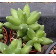 Pachyphytum compactum