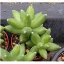 Pachyphytum compactum
