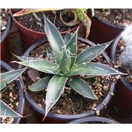 Agave filifera