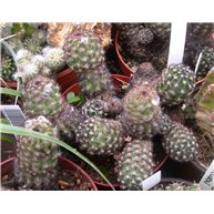 Pygmaeocereus bylesianus