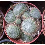 Sempervivum ciliosum