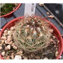 Coryphantha difficilis Joya