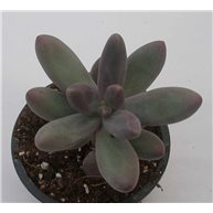 x Pachyveria Captain Jessop