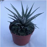 Haworthia fasciata f. Big Band 11cm pot