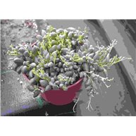 Senecio herreanus in 10cm pot