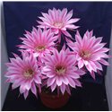 Echinopsis Barber Pole