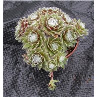 Sempervivum arachnoideum