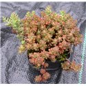Sedum acre
