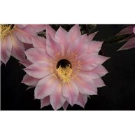 Echinopsis Pink Diamond ISI 97-23