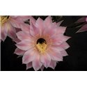 Echinopsis Pink Diamond ISI 97-23