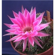 Echinopsis Raspberry Ripple