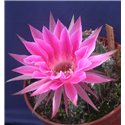 Echinopsis Raspberry Ripple