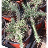 Echinocereus berlandieri 13cm pot