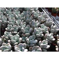 Pachyphytum oviferum 