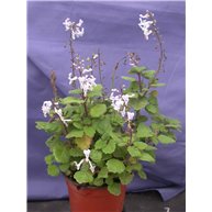 Plectranthus ernestii