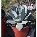 Agave parryi huachucensis