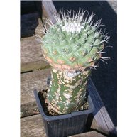 Strombocactus disciformis
