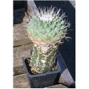 Strombocactus disciformis