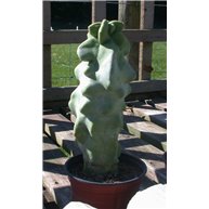 Lophocereus schottii monstrosus small