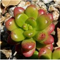 Sedum lucidum