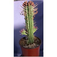 Euphorbia mammillaris