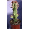 Euphorbia mammillaris