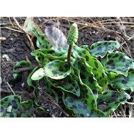 Drimiopsis (Ledebouria) maculata