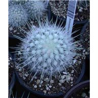 Echinomastus macdowellei