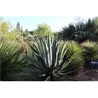 Agave americana v  protoamericana Miquihana Tamaulipas Mex