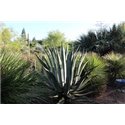 Agave americana v  protoamericana Miquihana Tamaulipas Mex