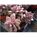 Graptosedum Bronze Medal
