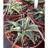 Aloe skyline 10cm pot