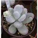 Pachyphytum oviferum 