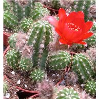 X Chamaelobivia Red Dwarf