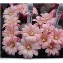 Rebutia Carnival hybrid